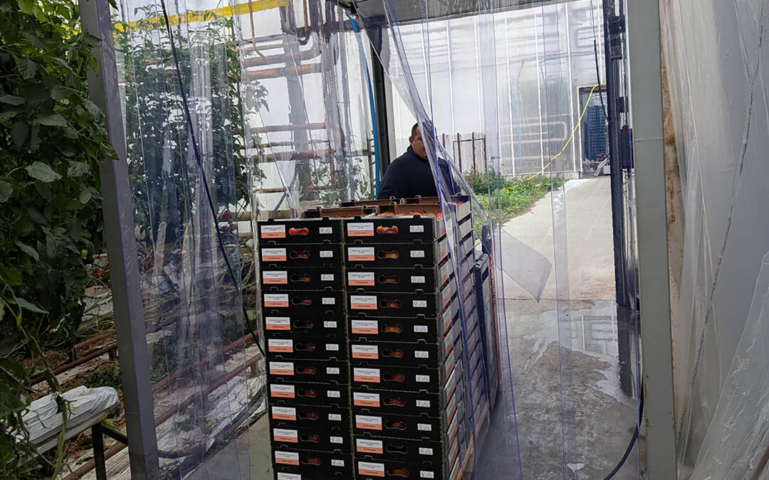 Kurtyny paskowe i stałe arkusze pcv na plantacji pomidorów